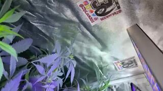 Weed Grow ZipLock305 on Instagram