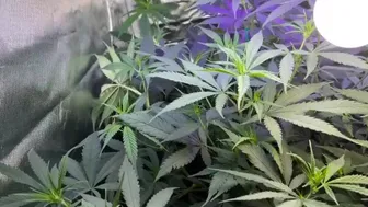 Cannabis Porn Videos (2) - FAPCAT