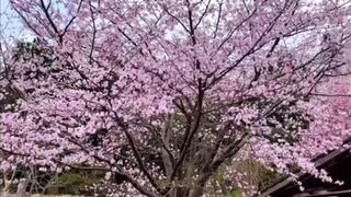 Woman's Solo Trip ♥Gunma Prefecture Minakami Natural Hot Spring
