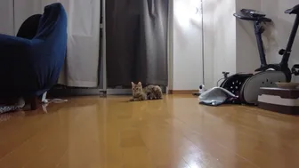 Cute Pussy Wants To Play With You And Cries ... . A Good Pussy Who Waits For You Quietly.