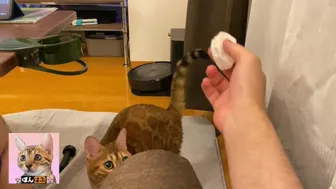 The Pussycat Looks At Your Cheese Greedily ... . So Cute You