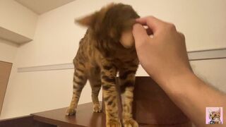 Cute kitten is pampered and loves to lick ... . It's so kinky, you can watch it on Youtube.