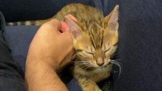 (Vertical video) Pussy gets comfortable with massage .... The kitty who was in good health is enrapt
