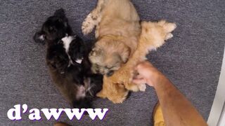 XXX Pawn - Things Get Weird When Valerie White Brings Puppies Into Our Shop