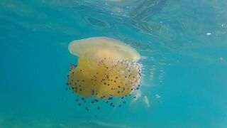 Naked Underwater Adventure with Friends