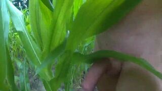 Outdoor Masturbation in Cornfield & Woods