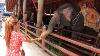 Feeding elephants and sex at home after