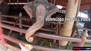 Feeding elephants and sex at home after