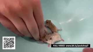 Blonde Woman Swallows All Her Hamsters - Vore Fetish