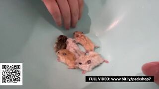 Blonde Woman Swallows All Her Hamsters - Vore Fetish