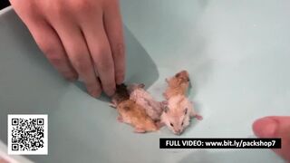 Blonde Woman Swallows All Her Hamsters - Vore Fetish