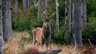 Moose - Animals of the Earth - Let's save the animals