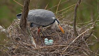 Grey Heron - Animals of the Earth - Let's save the animals
