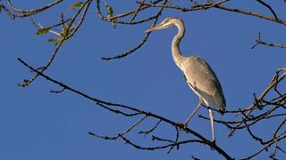 Grey Heron - Animals of the Earth - Let's save the animals