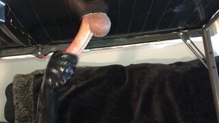 Cock Milking Table With Latex Gloves